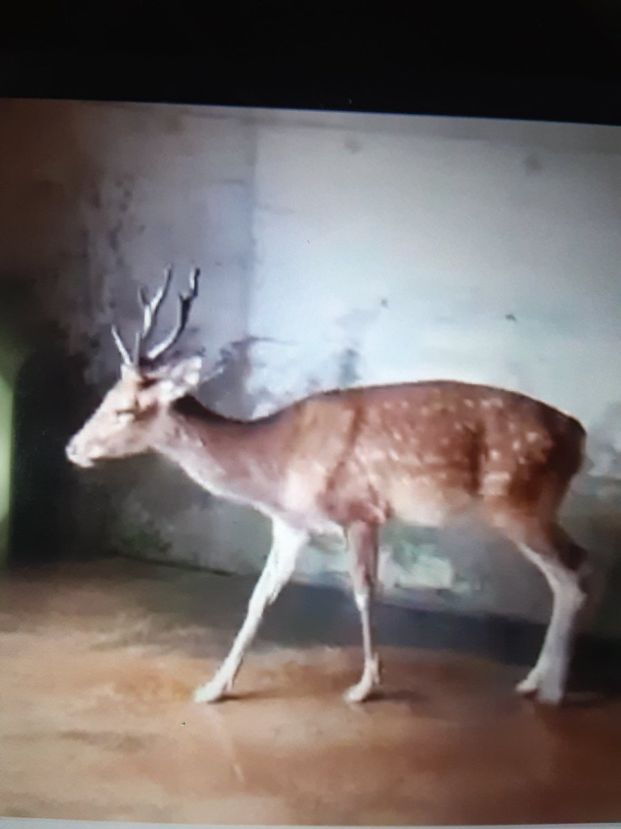 他人の褌で相撲をとるという表現がありますが動物飼育においても結構ある事だと思います。

前任の飼育員が良い飼育管理を行っていて、その影響から状態の改善や繁殖への良い予兆が起きていて新任に変わってから結果が出る事があります。

それを理解した上で良い結果を受けとめるのは冷静な観察眼や謙