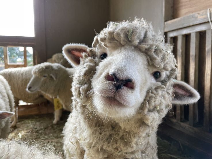 CAIN! 🐑 🔞 tweet media