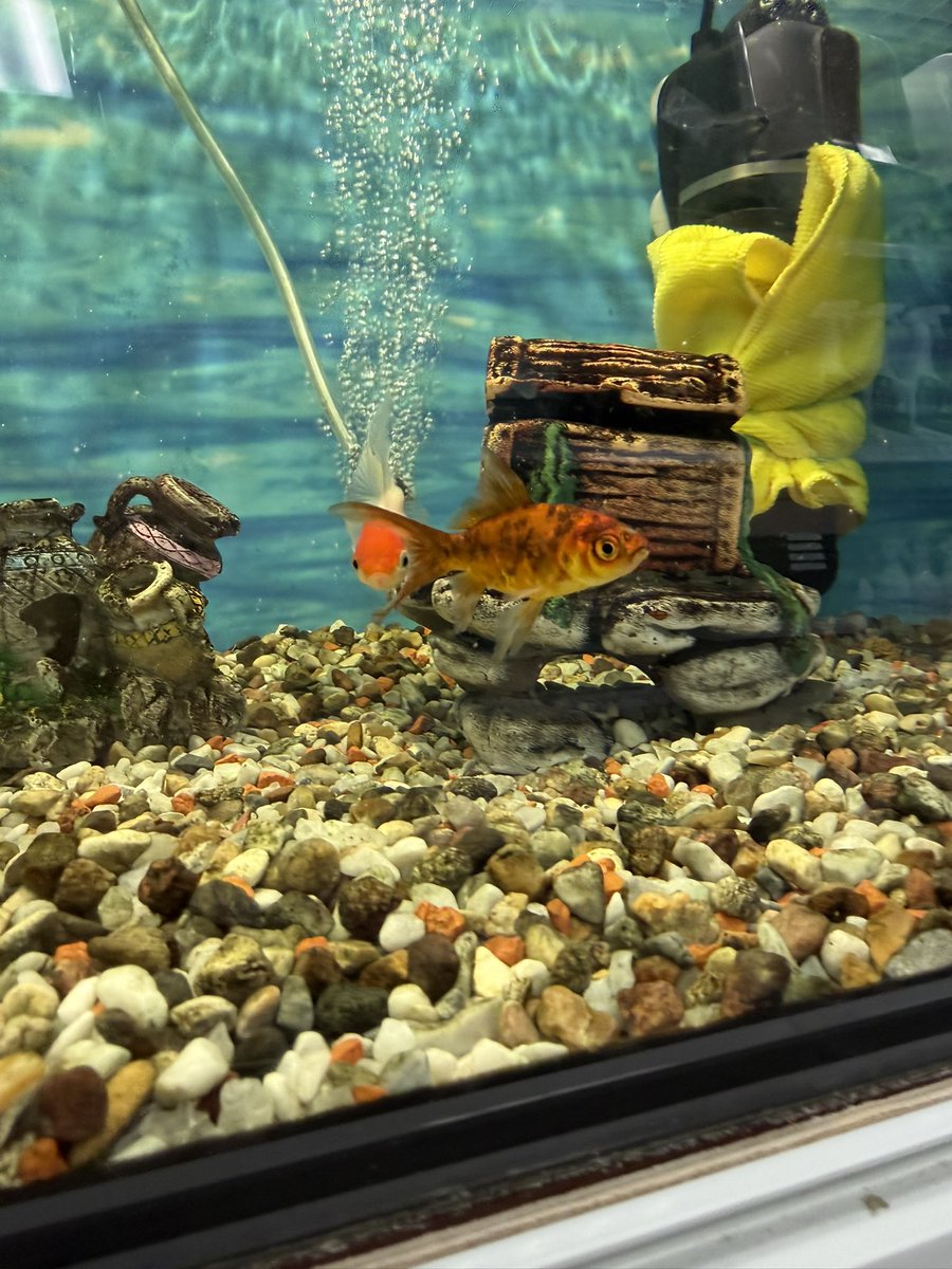 🍒ВИШНЁВЫЙ ZEN |🦉 ЭЙНВАЛЬД tweet media