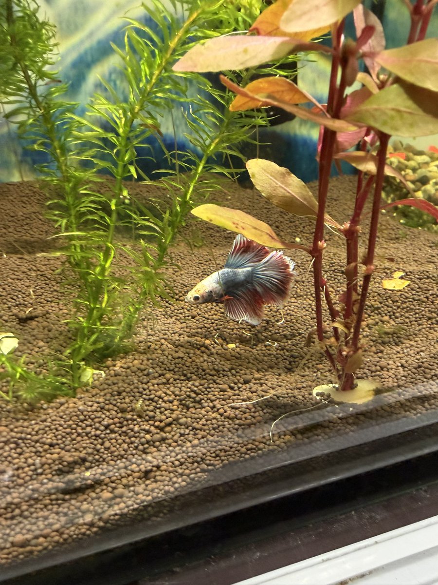 🍒ВИШНЁВЫЙ ZEN |🦉 ЭЙНВАЛЬД tweet media