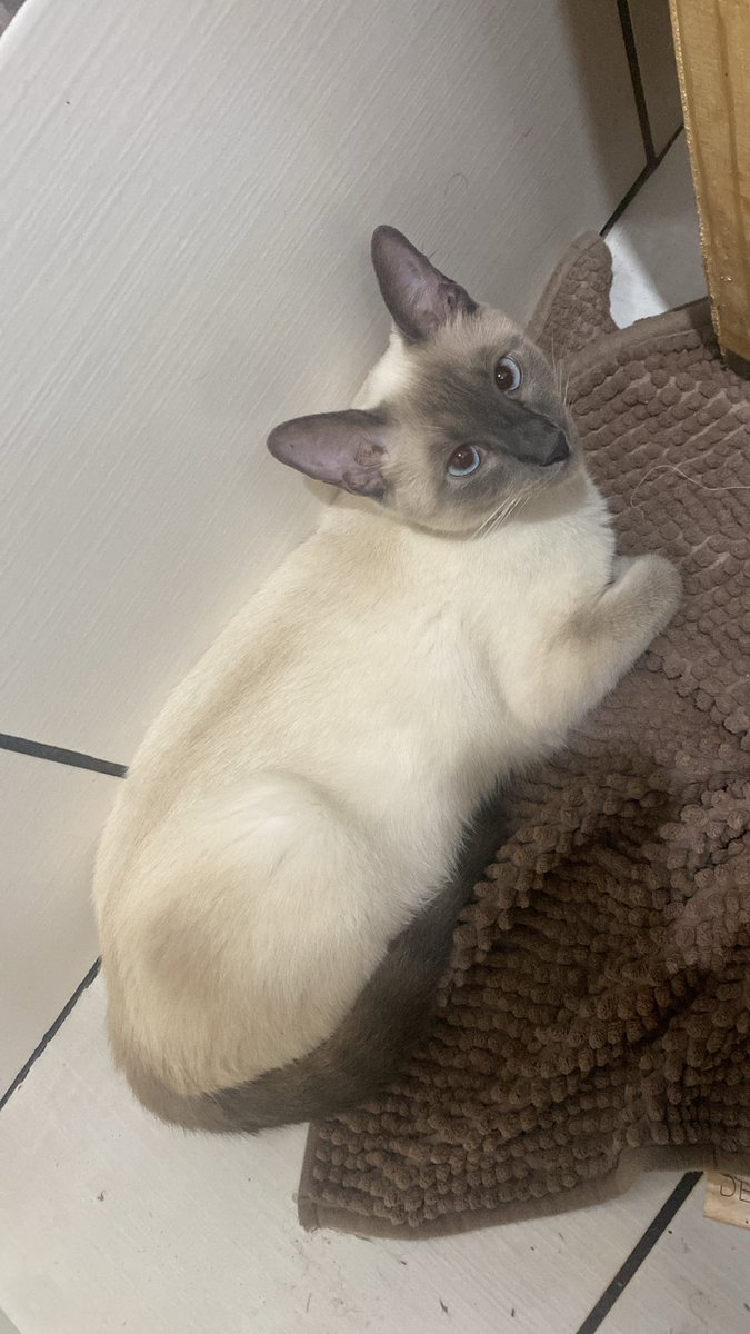 lory 🪷 tweet media