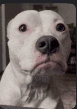 SintaSauce tweet media