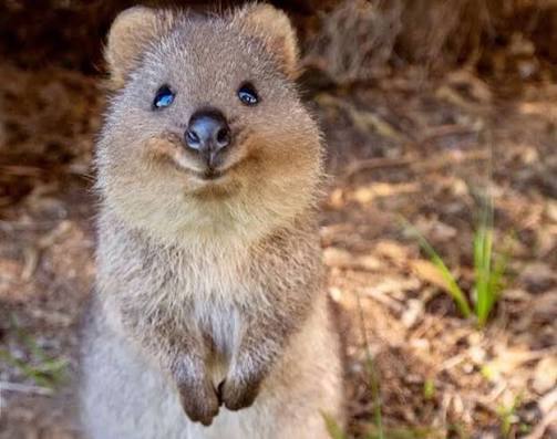 Месть tweet media