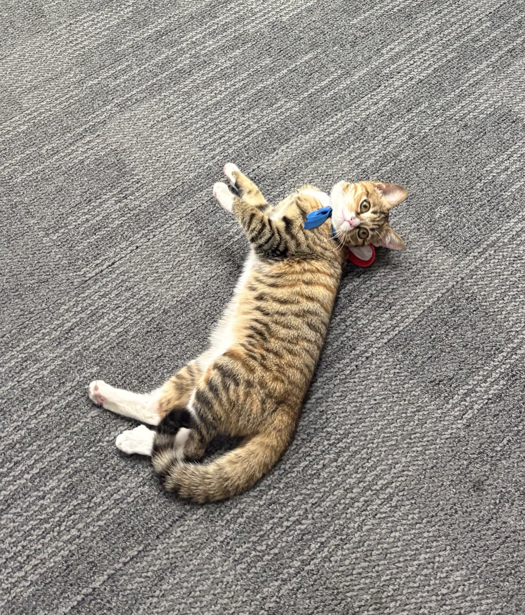 dingingcingking tweet media