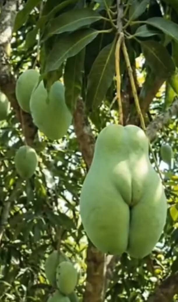 Umar farooq tweet media