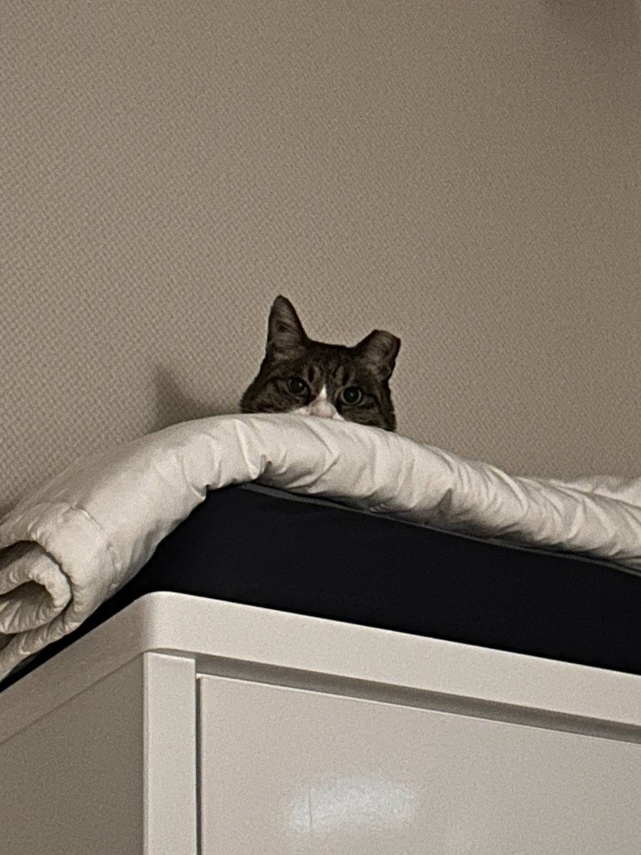 납작이에요🍙 tweet media