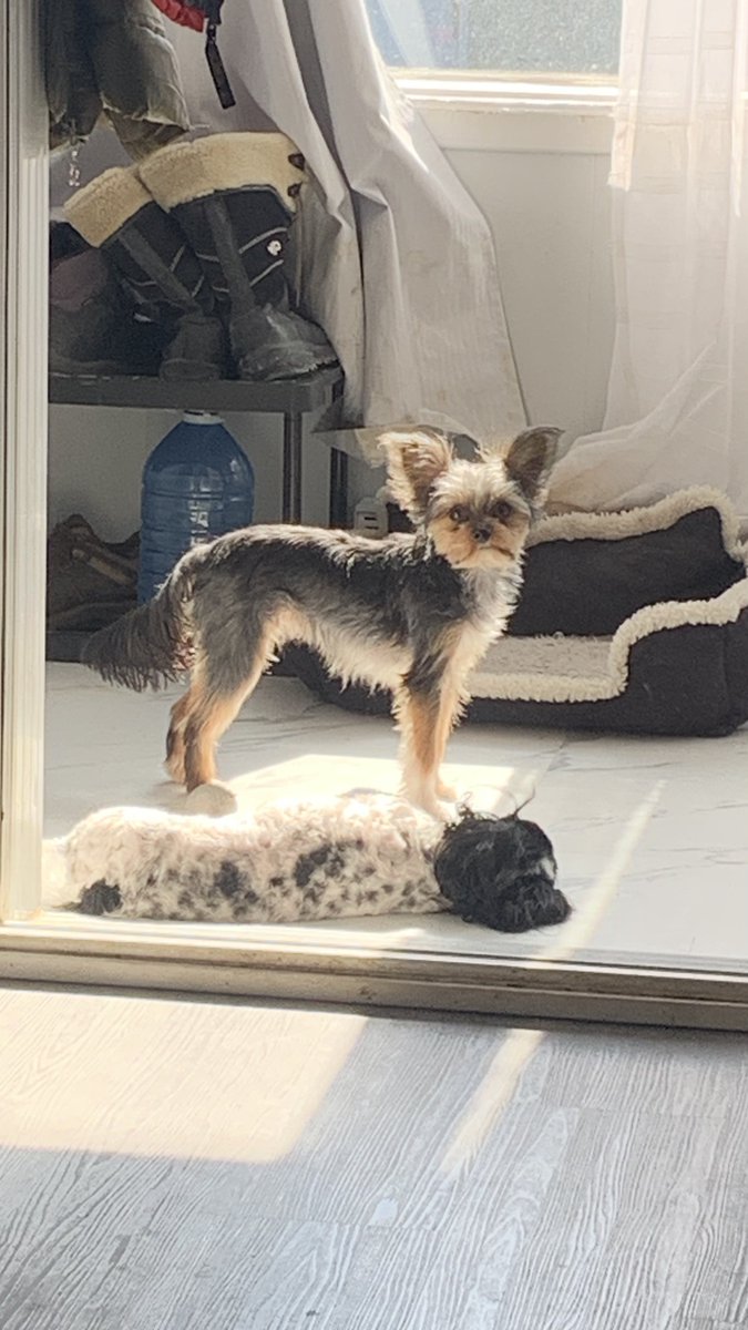 Absol🐾 tweet media