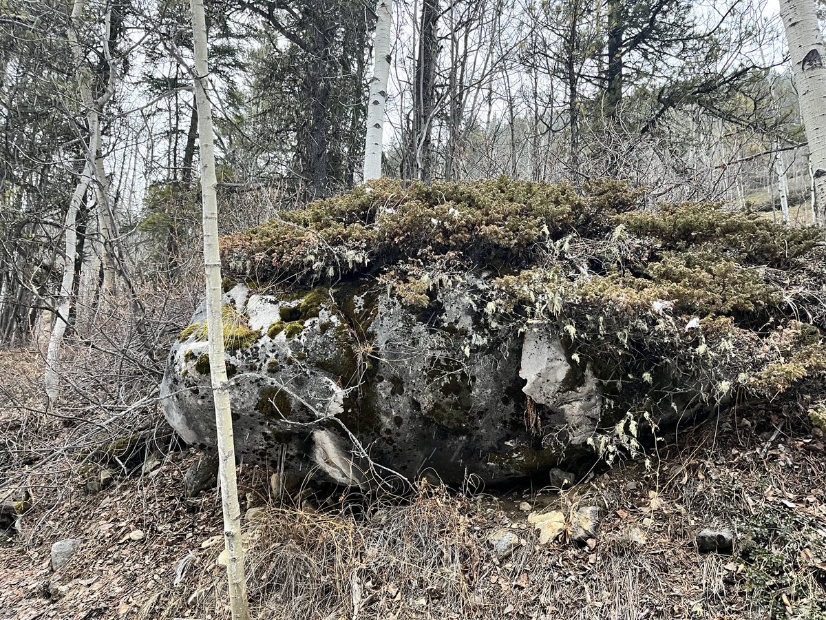 michelle d tweet media