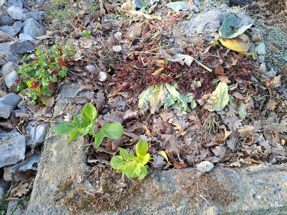 Jasmina Čerina tweet media