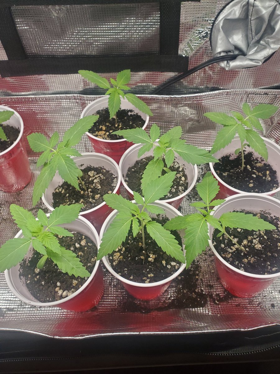 DELSOLGROWZ tweet media