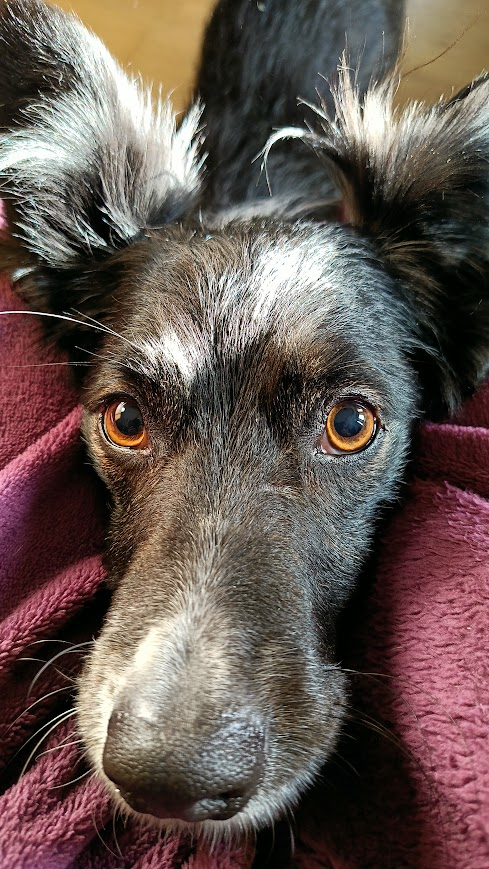 Ewa38810549's tweet image. #psigang nadaje : powiemy wam, dzieje się. Nasze konto zaobserwował @arielkaluzaart, witamy merdając ogonkami i przestępując z łapy na łapę gdy nasza Pani wita mistrza rysunku komiksowego, -  może doczekamy się komiksowej wersji naszego baneru? 
#staytuned