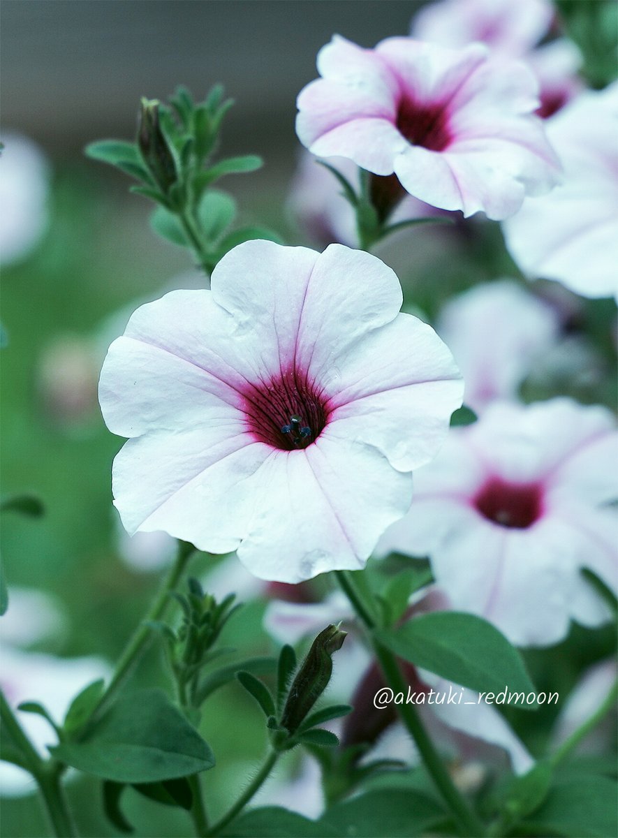 ロンバケ tweet media