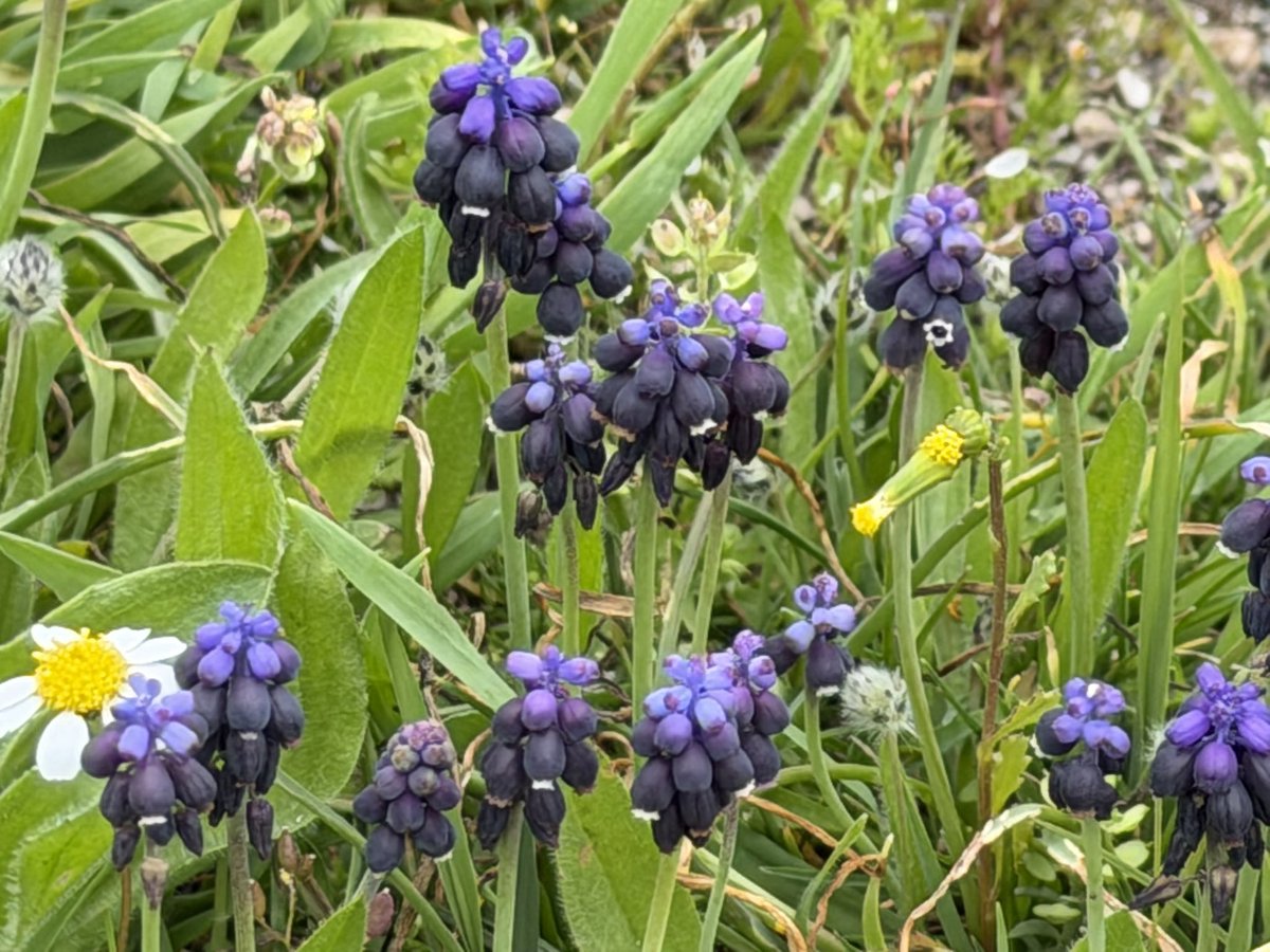 Celal Şimşek tweet media