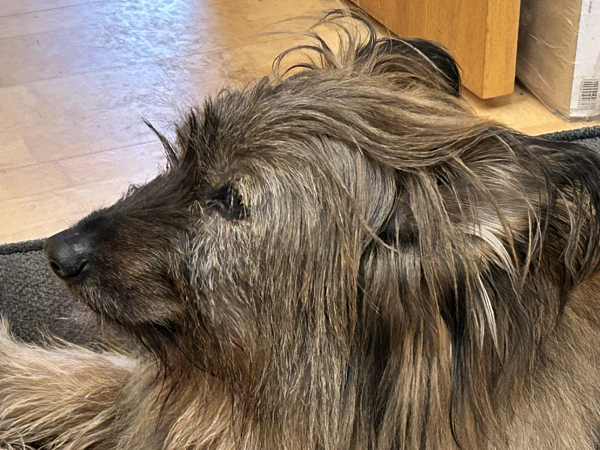 Die Tröti tweet media