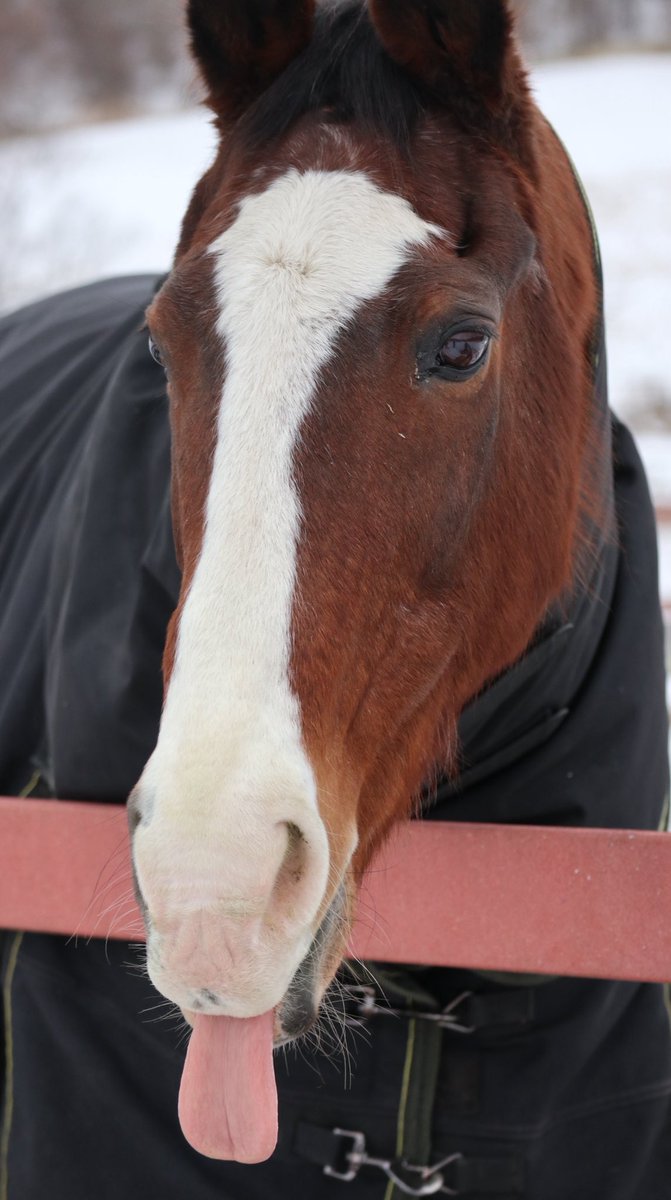 コンガラ tweet media