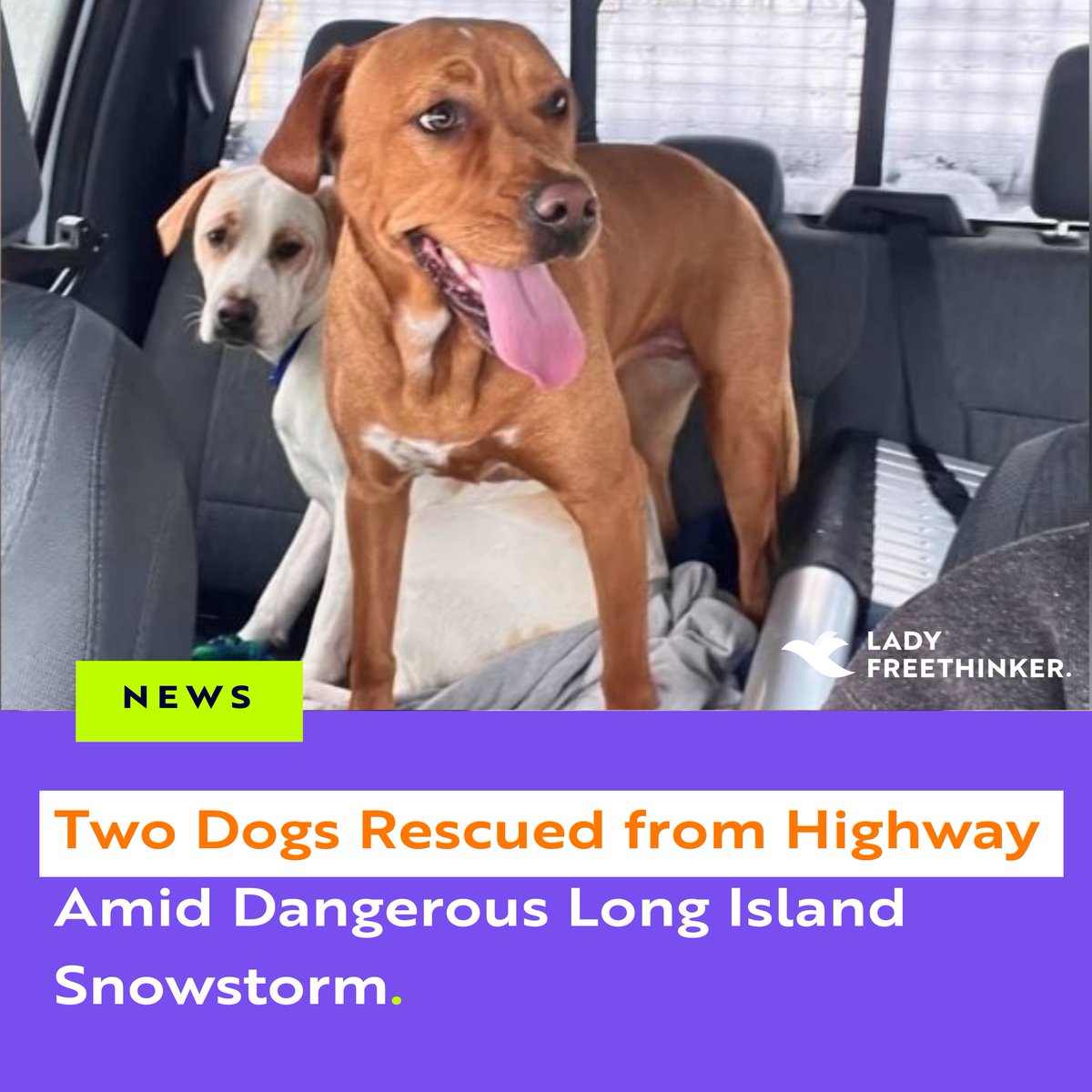 Lady Freethinker tweet media