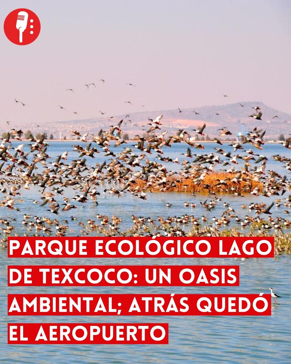 ⭕ OJO | PARQUE ECOLÓGICO LAGO DE TEXCOCO: OASIS AMBIENTAL Y RECREATIVO

El Parque Ecológico Lago de Texcoco (PELT), donde antes se quería hacer el Nuevo Aeropuerto Internacional de México (NAIM), se ha consolidado en los últimos meses como un espacio clave para la recreación, el