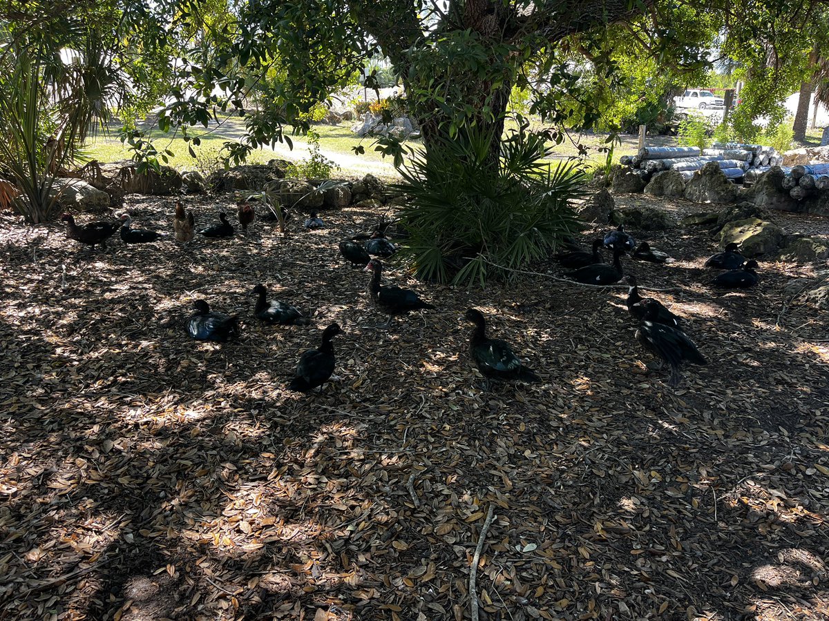 R̨͈̒̊̿̃͗ͅa͈̺̻̼͎̯͆̆ͯ͒͠͡͡ͅd̫͍͖̍̒ͫ̄̋ǐ͙̦͂́̕x🔺 tweet media