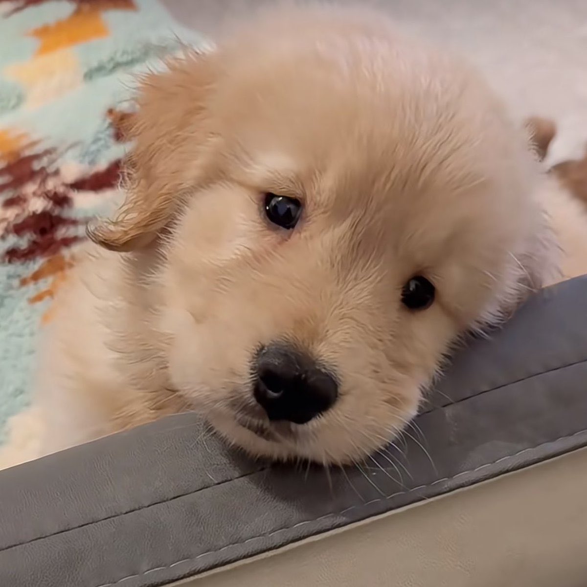 softsweetcrn 🐶ྀི tweet media