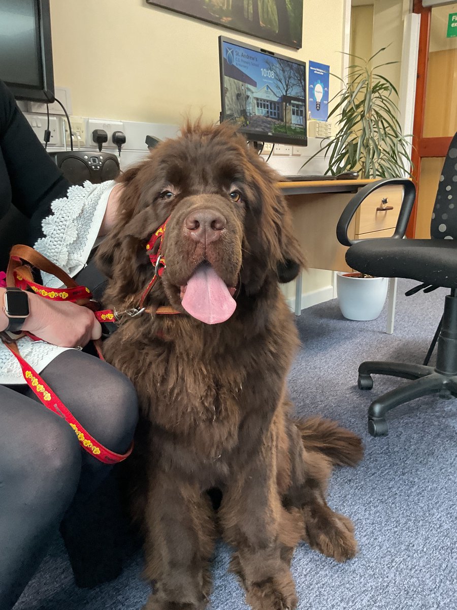 Bandit and Boo. Monty and Cookie 🌈 still here too tweet media