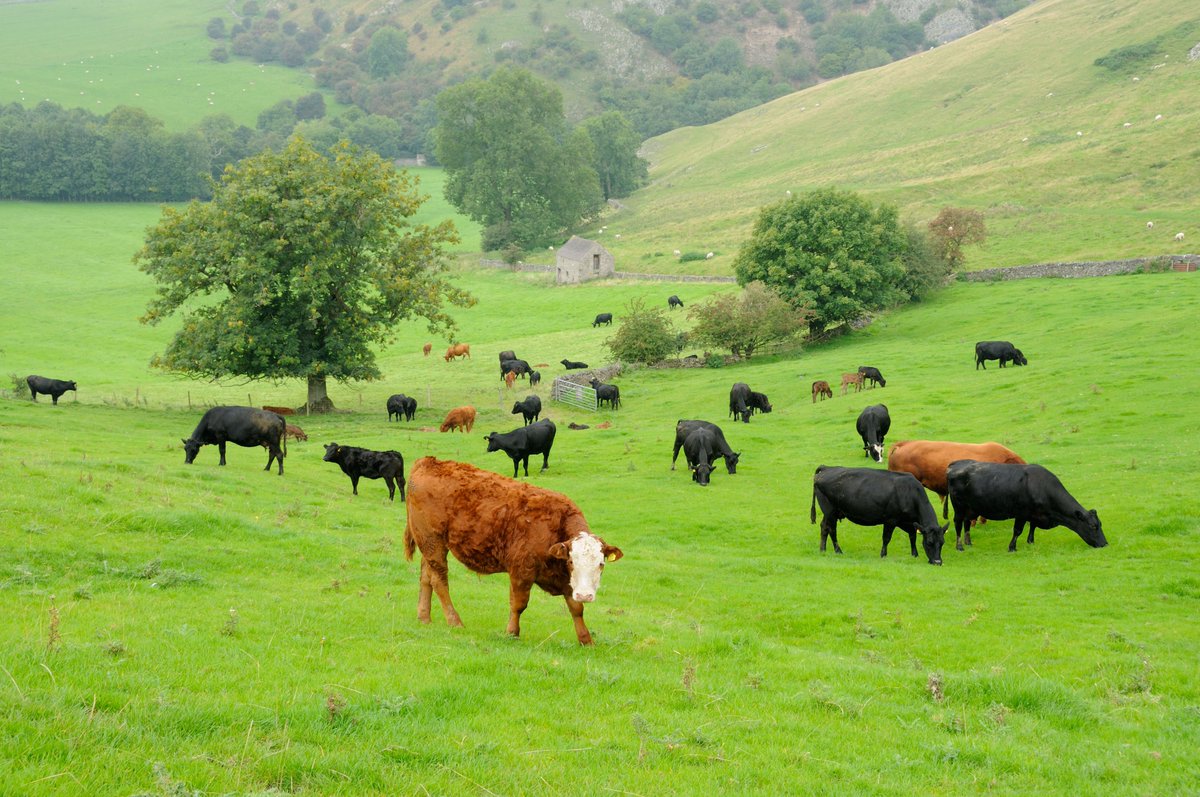 BMPA_INFO's tweet photo. BMPA has written to Defra warning that plans to develop separate livestock traceability systems across England, Scotland and Wales are fraught with unintended consequences and could risk fragmenting the UK’s animal movement records.
https://t.co/tK0ZiNsFGM https://t.co/HAAGaqZtGV