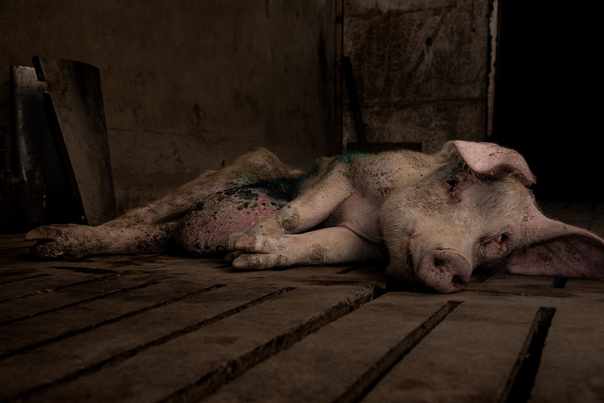 Inside Animal Ag tweet media