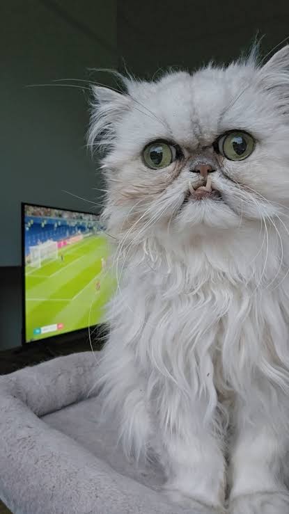 CitizensObs tweet media