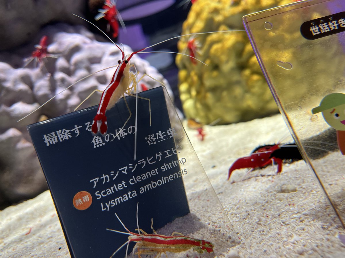 てらろーしゃ tweet media