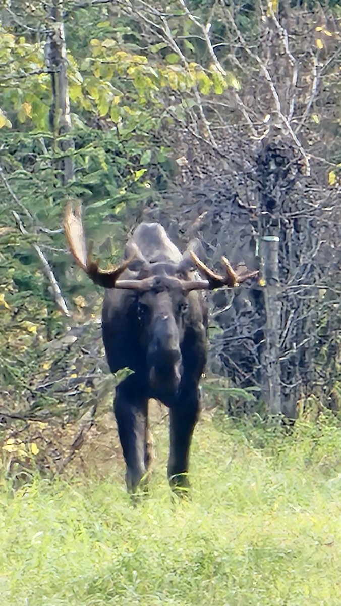 When you’re claim staking in Alaska, you’re never really alone.

#Rangefront #AlaskaLife #FieldGeology