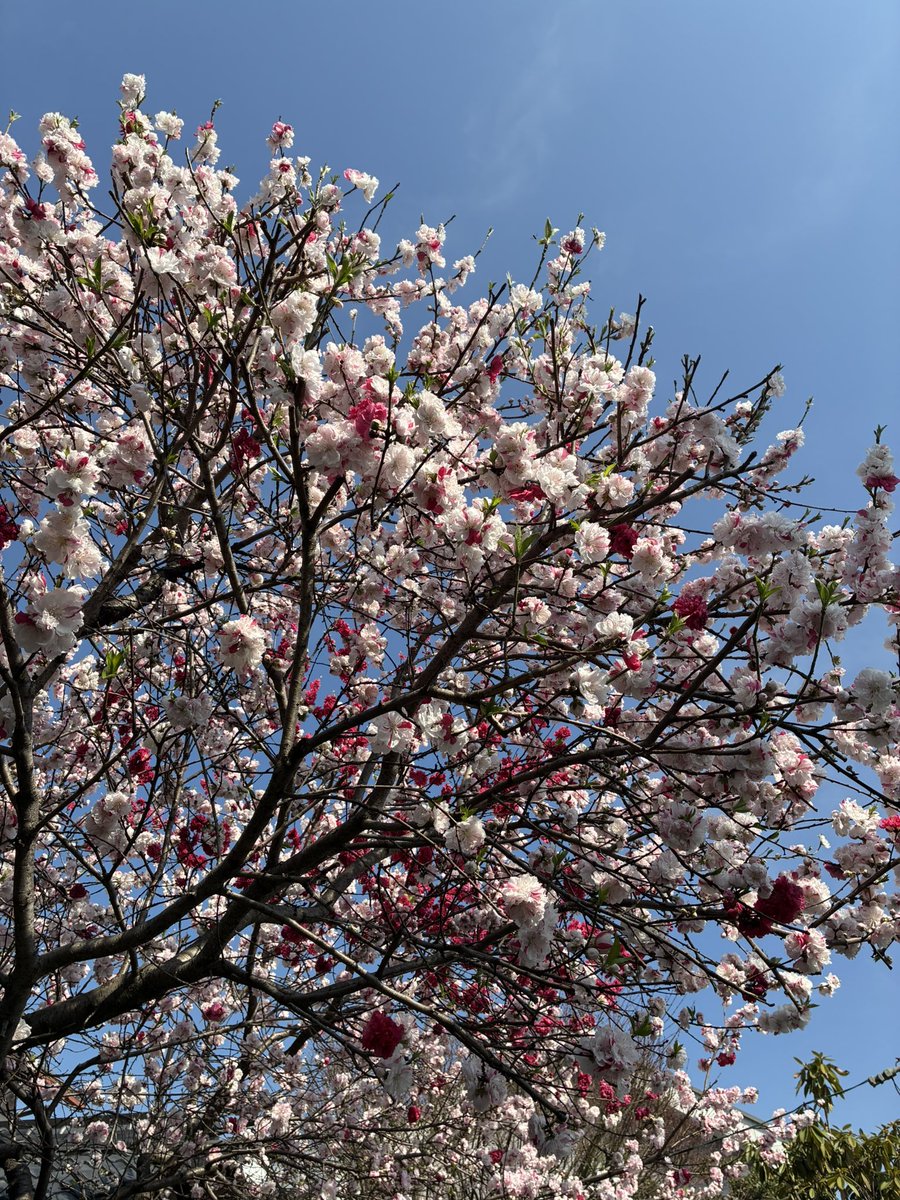 桜浩之助 tweet media