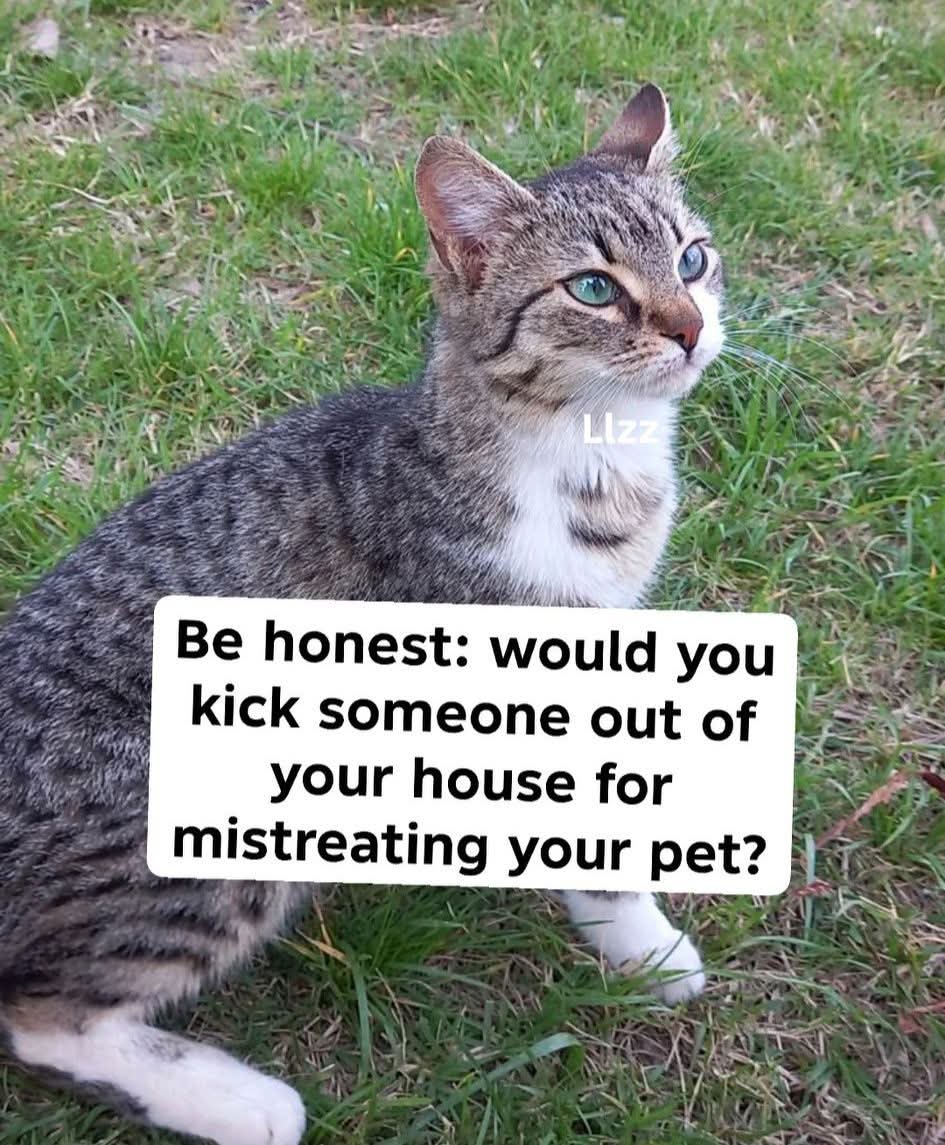 Cat Lover tweet media