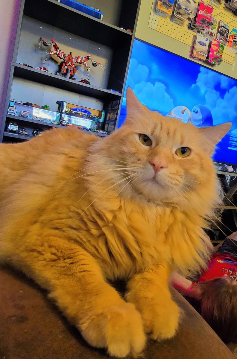 Cat Lover tweet media