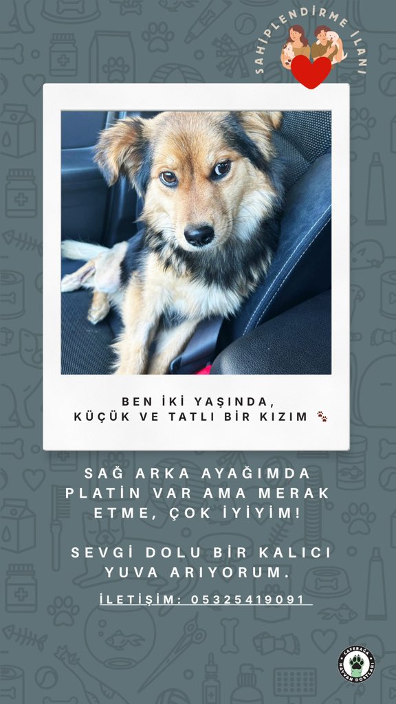 Caferağa Mahallesi Hayvan Dostları 🐾 tweet media