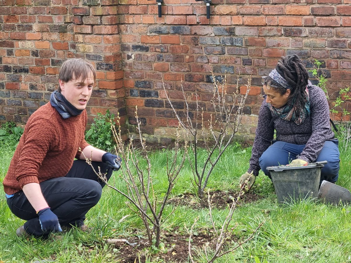 fruitnutvillage's tweet image. A visit to #NadenRoad #Orchard today. A few more #SoftFruit bushes, plants mulched and #PearTrees pruned. #Lozells
@TNLComFund