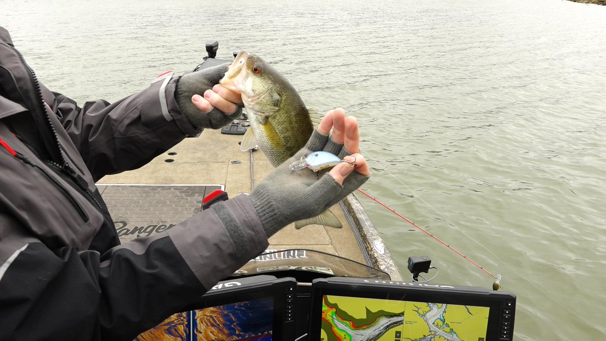 FishHandbook's tweet image. Crankbaits for feeding pre-spawn bass can't be beat! This bass was caught in Tennessee at Norris Lake on a SPRO Little John.

#BassProShops #RangerBoats #SPRO #FishGarmin #Fishing