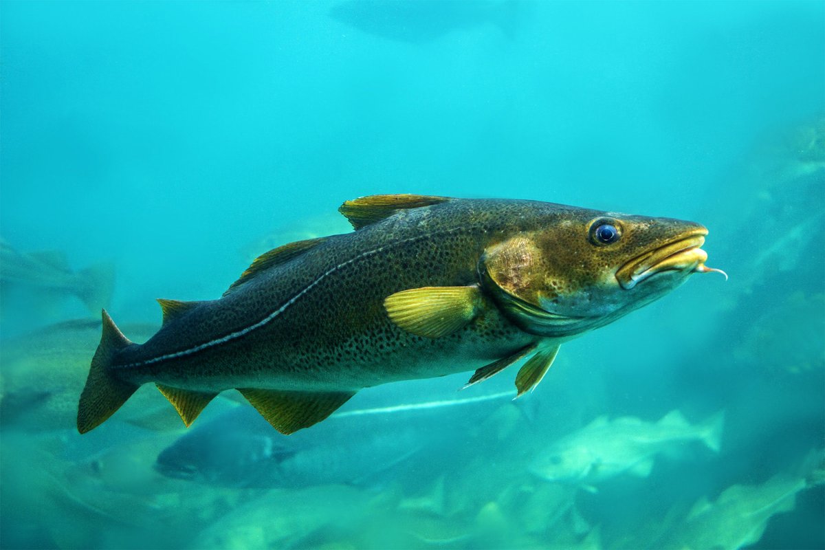 Guilherme Trindade tweet media