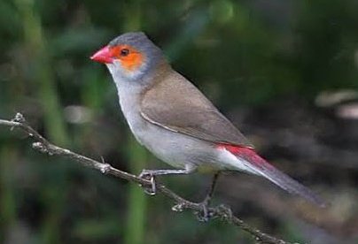 IGBO History & Facts tweet media