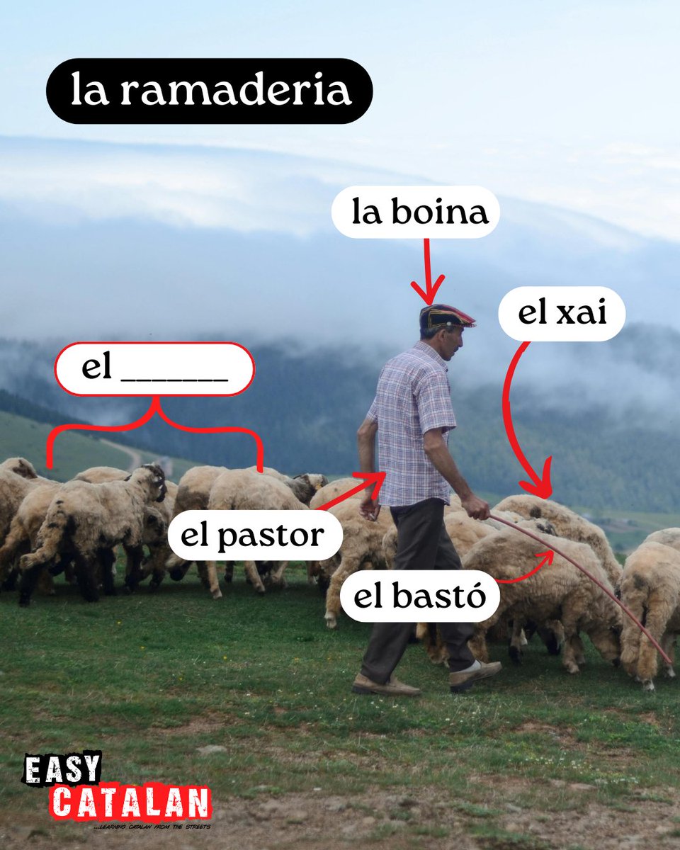 Easy Catalan tweet media