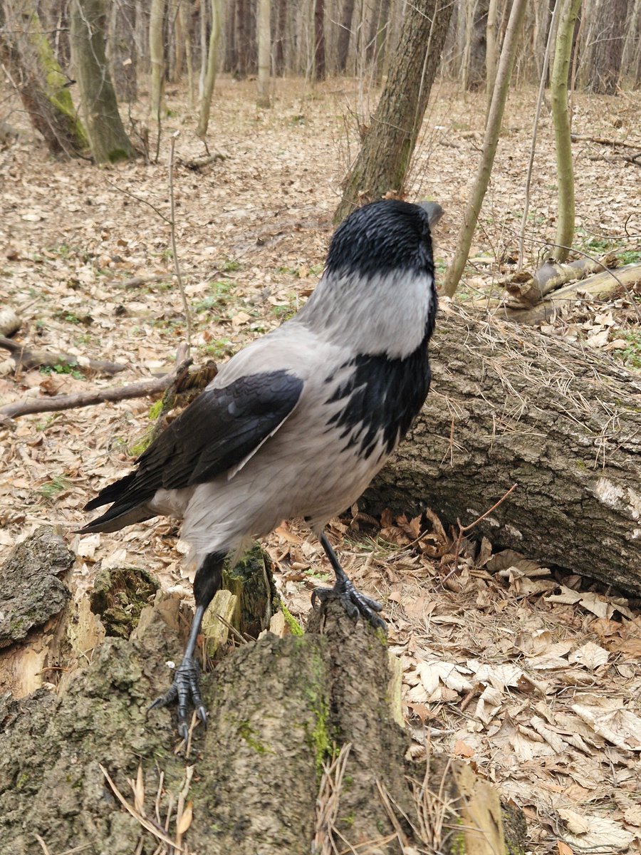 Wronisław Kruczkiewicz tweet media