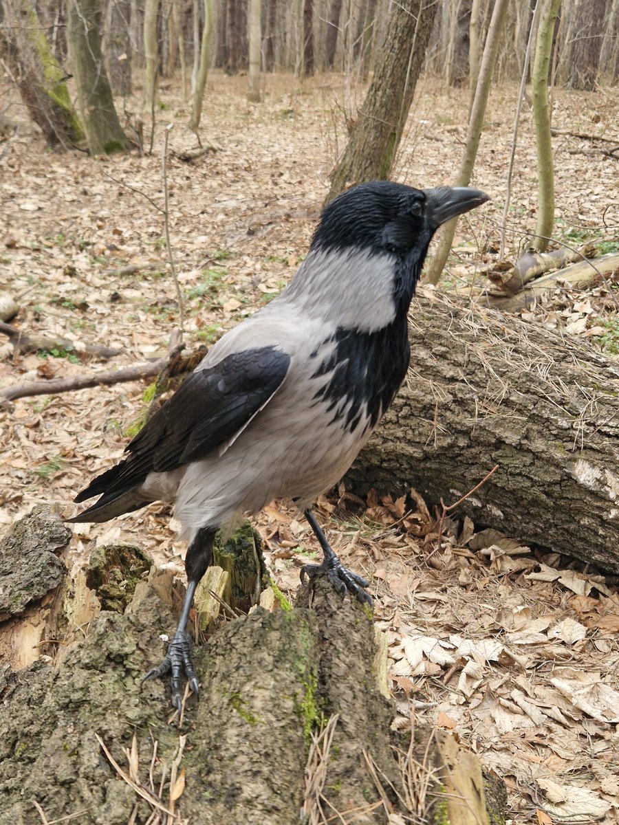 Wronisław Kruczkiewicz tweet media