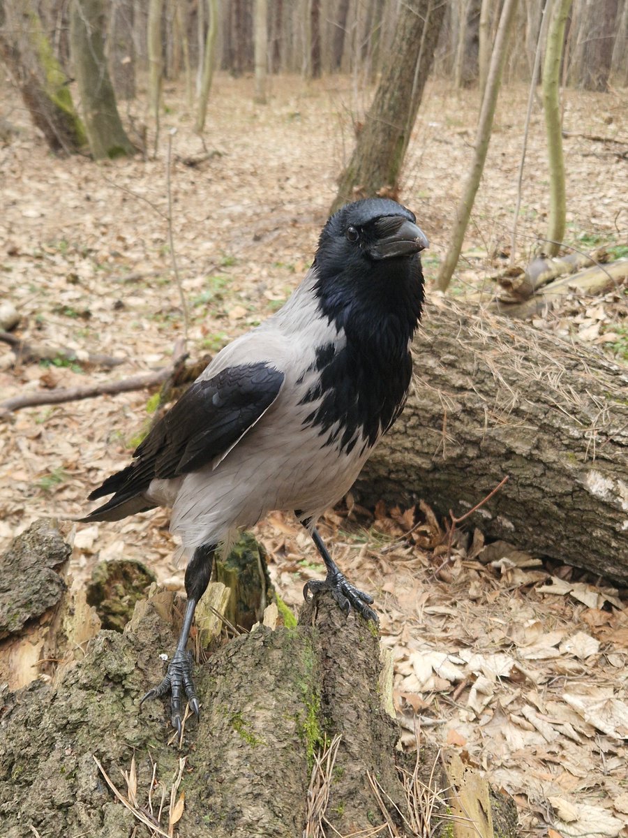 Wronisław Kruczkiewicz tweet media