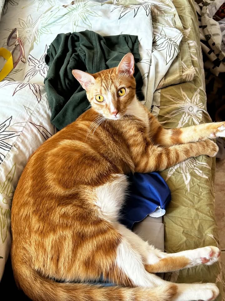 AlertaMePerdi's tweet photo. #PERDIDA #GUAYAQUIL
Nombre: #SOLMARIA
Fecha: 20/02/26
Sector: Norte, Samanes 2 Mz. 225
Sexo: Hembra
Raza: Mestiza
Obsv.: Naranja/amarilla fuerte, patas blancas en las traseras tiene como una mancha naranja, ojos amarillos, esterilizada
Contacto: 0958654240
#AlertaMePerdí https://t.co/upwThO9VOi