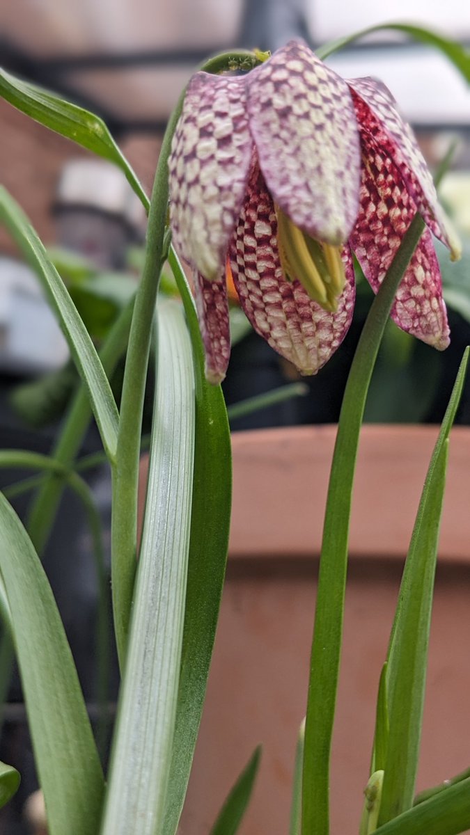 UkFemshep's tweet image. My first Fritillaria Meleagris (Snakes head Fritillaria)🤗

#outdoors
#mygarden
#Springbulbs