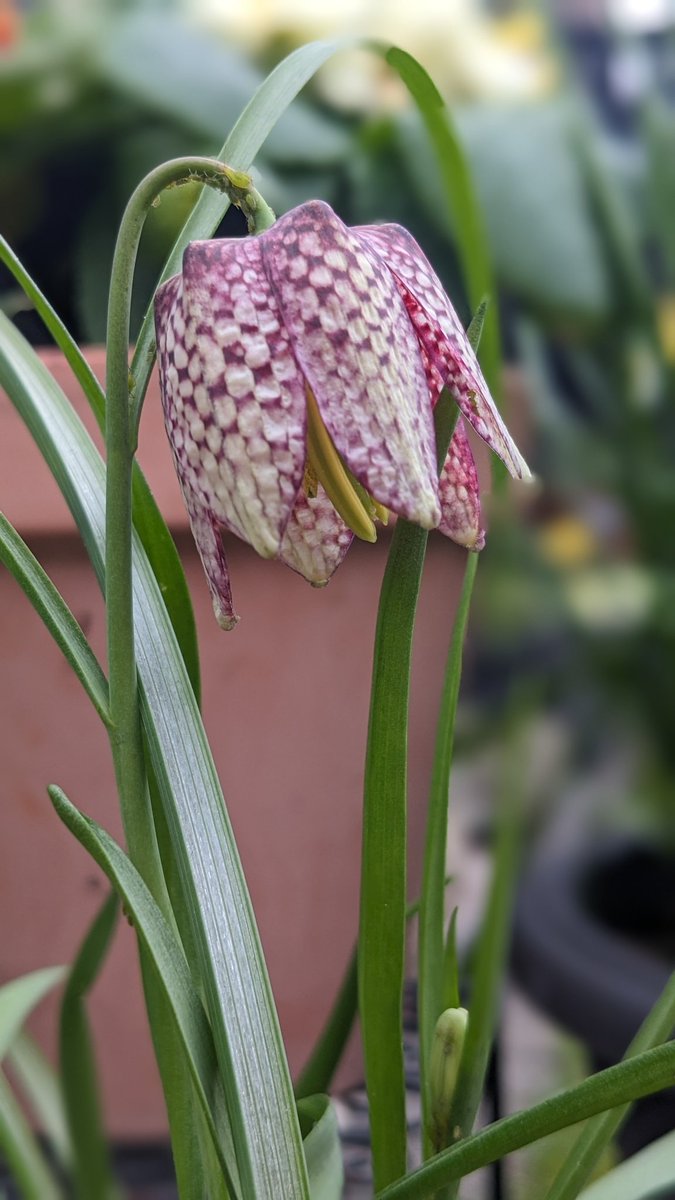 UkFemshep's tweet image. My first Fritillaria Meleagris (Snakes head Fritillaria)🤗

#outdoors
#mygarden
#Springbulbs