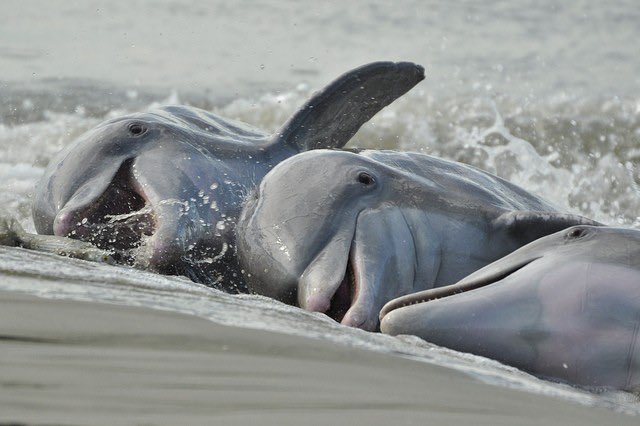 AroundCHS's tweet photo. Lowcountry Marine Mammal Network to Host Dolphin Week, April 20- 25, 2026 - Charleston Daily - https://t.co/SpUzOgI8Rg
#DolphinWeek #Dolphins #Lowcountry #CoastalLiving #Charleston #CharlestonDaily https://t.co/8jjNYslKVf