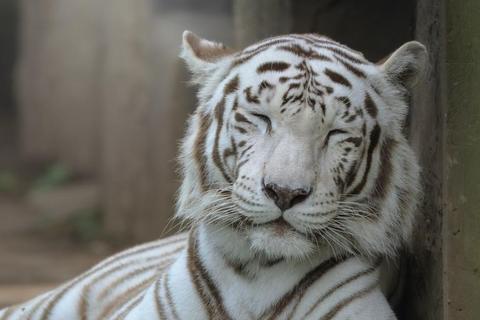 ElHeraldoGuate's tweet photo. Romina, tigresa de Bengala, muere por causas asociadas a su avanzada edad.  El Zoológico La Aurora confirmó el fallecimiento del ejemplar, que contribuyó al estudio etológico en Guatemala.

#ElHeraldoGuate #Romina #TigreDeBengala #LaAurora #Zoo https://t.co/b6T0f1AjBo