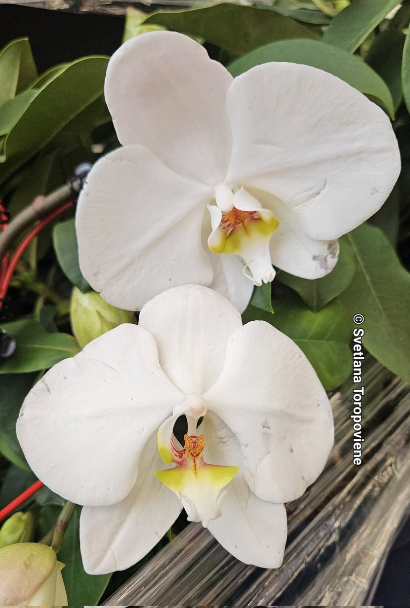 Svetlana Toropovienė ® tweet media