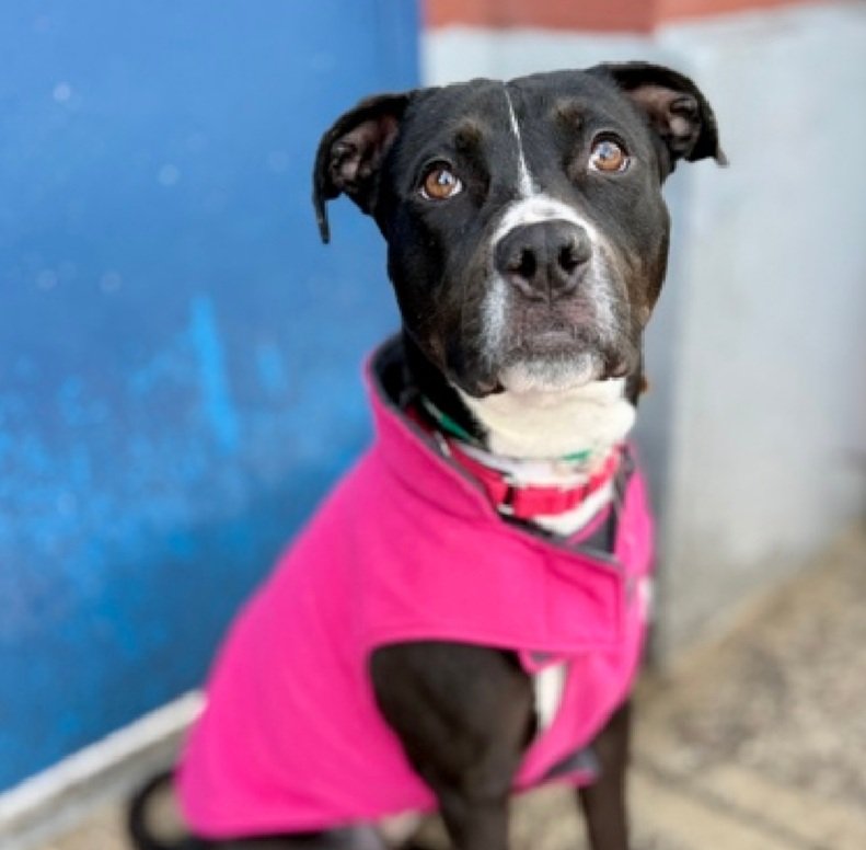 Morgan Fairchild's Dogs tweet media