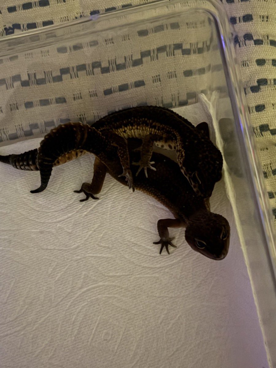 lien（リアン） 4月11日BS‼️ tweet media