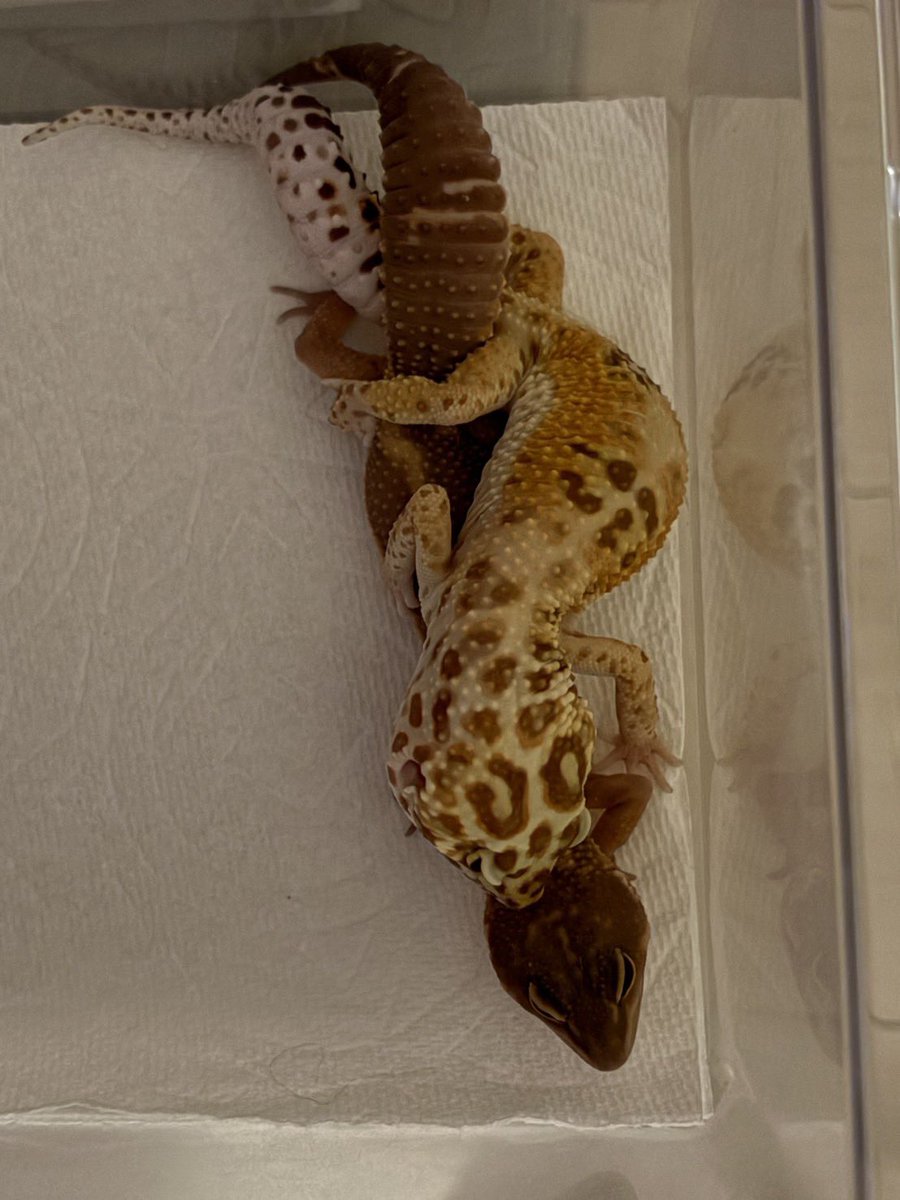 lien（リアン） 4月11日BS‼️ tweet media